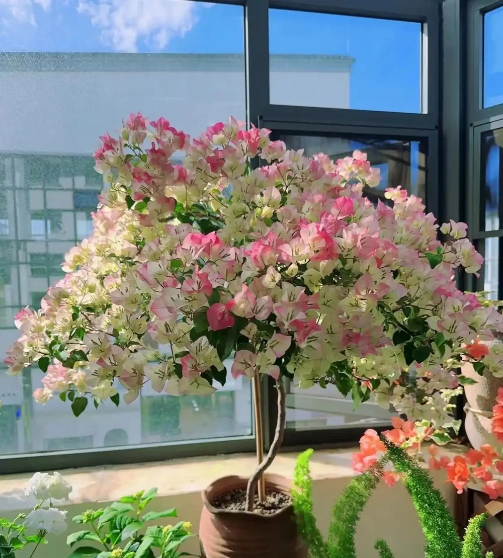 6種「命硬」的花,夏天不怕熱,冬天不怕冷,扔陽臺不管都開花