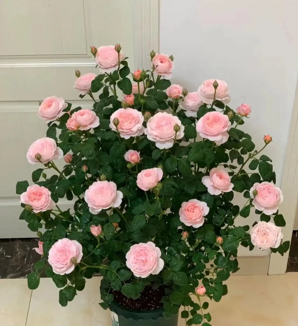 6種「命硬」的花,夏天不怕熱,冬天不怕冷,扔陽臺不管都開花