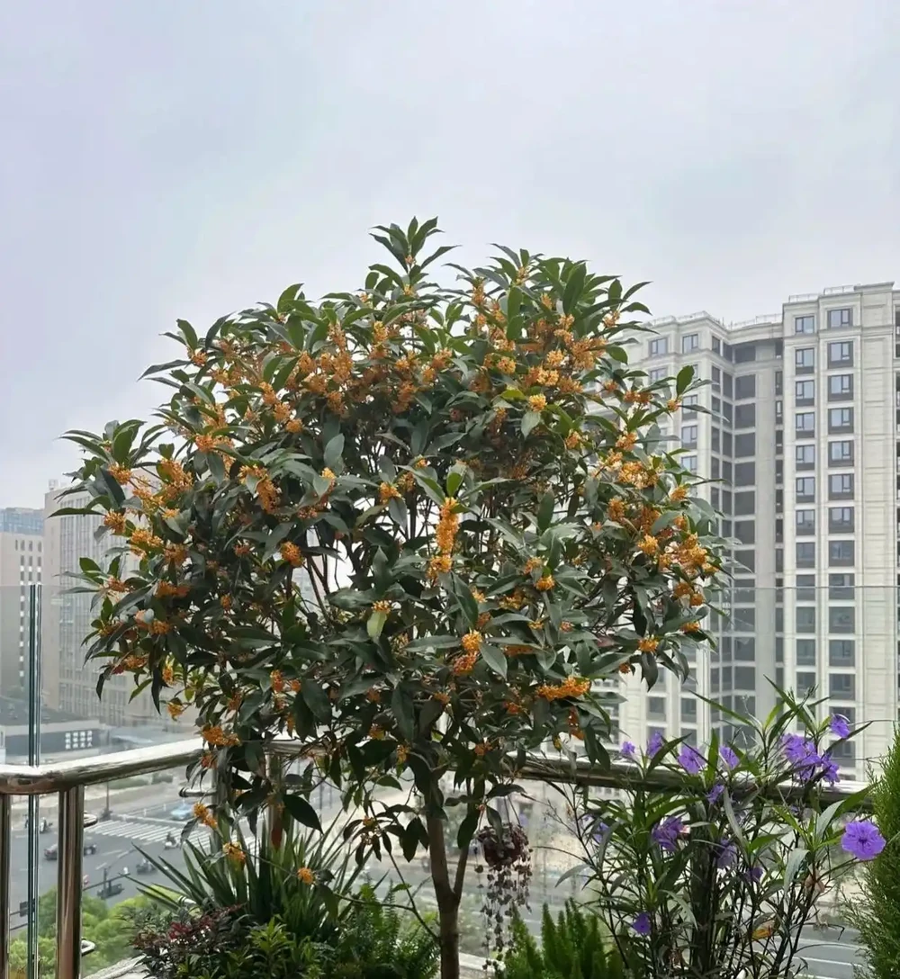 6種「命硬」的花,夏天不怕熱,冬天不怕冷,扔陽臺不管都開花