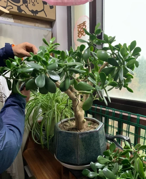 11月後，抓緊給3種花「剃光頭」，剃的越狠，來年長勢越旺！