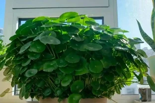 6種「命硬」的花，夏天不怕熱，冬天不怕冷，扔陽臺不管都開花