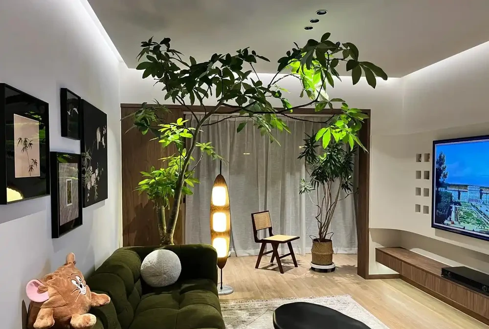 12種陰性花,最適合客廳養,好養好看,還利於健康