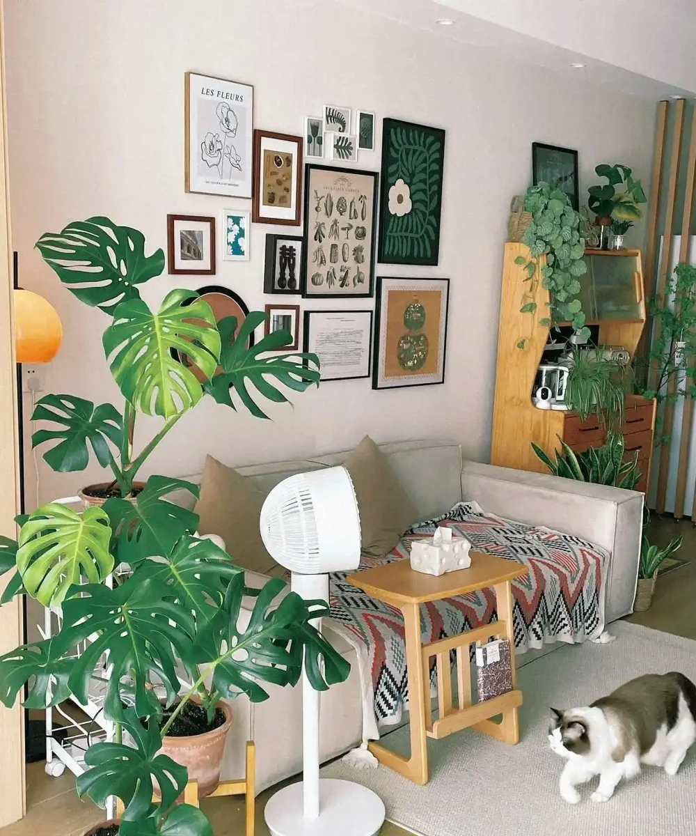 12種陰性花,最適合客廳養,好養好看,還利於健康