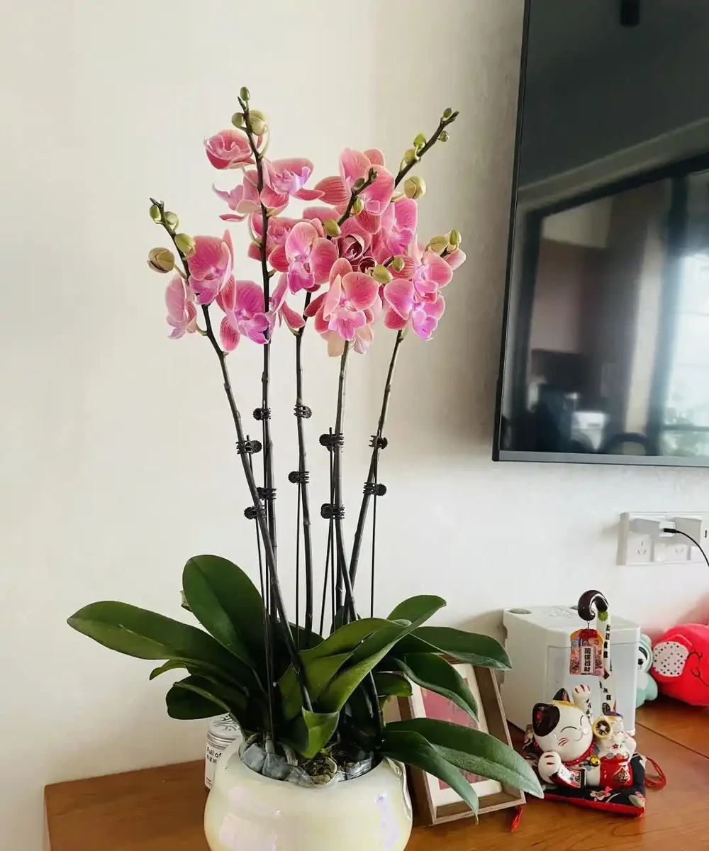 12種陰性花,最適合客廳養,好養好看,還利於健康