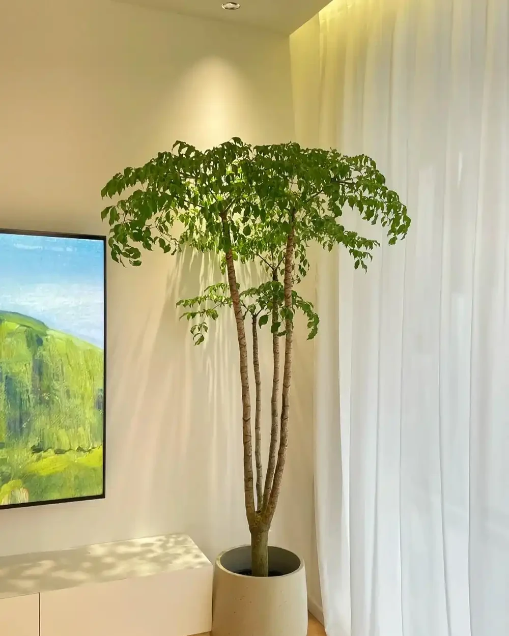 12種陰性花,最適合客廳養,好養好看,還利於健康