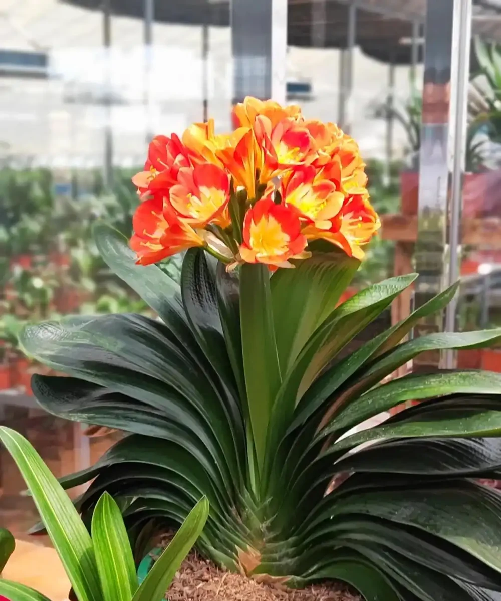 12種陰性花,最適合客廳養,好養好看,還利於健康