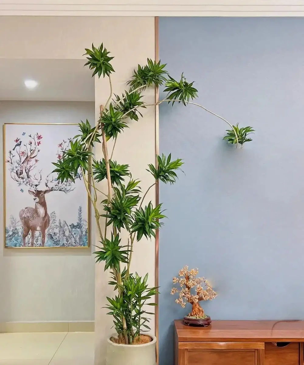 12種陰性花,最適合客廳養,好養好看,還利於健康