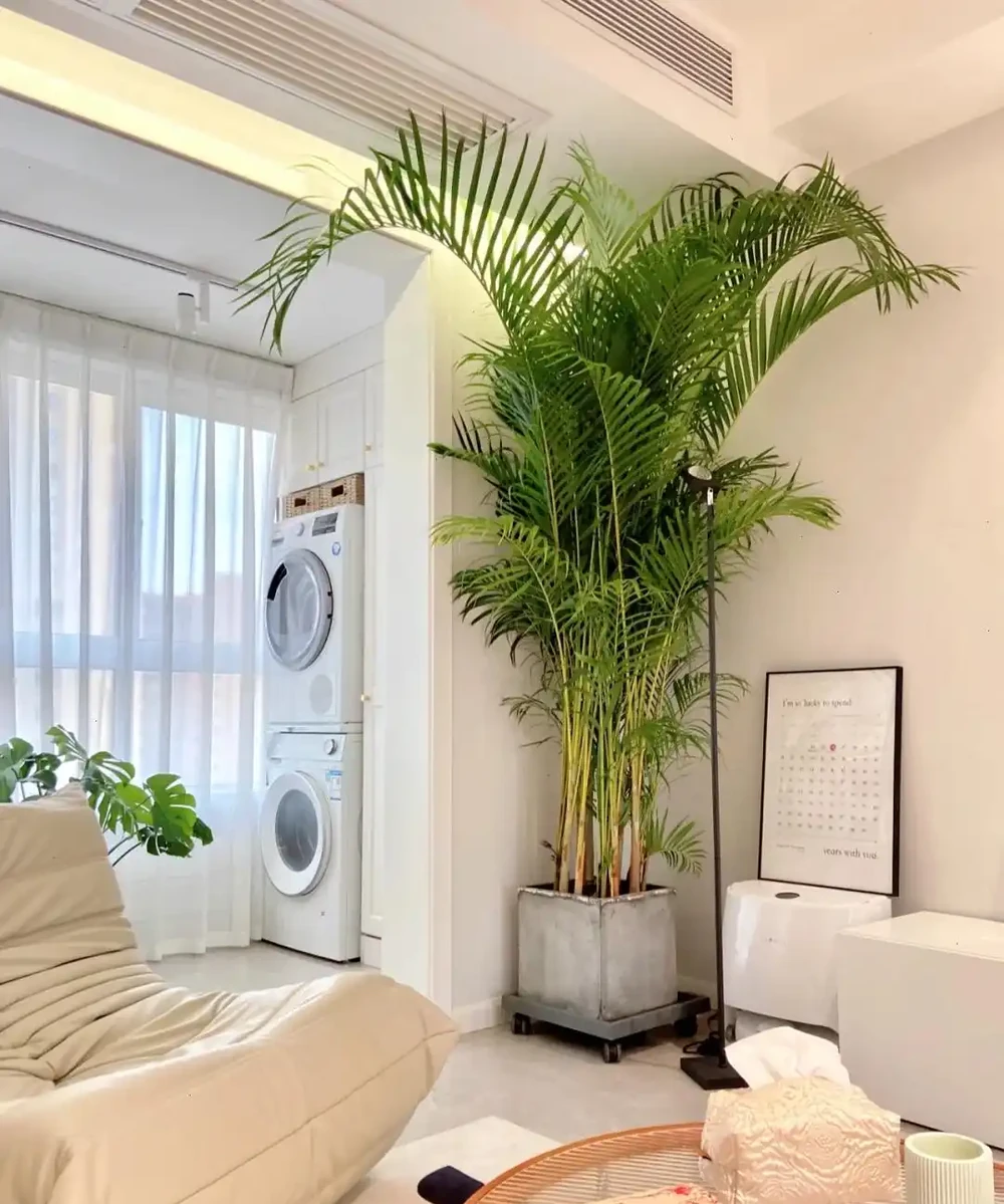 12種陰性花,最適合客廳養,好養好看,還利於健康