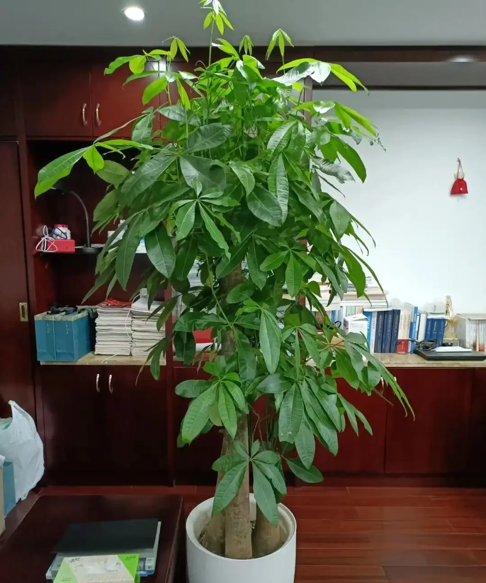 12種陰性花,最適合客廳養,好養好看,還利於健康