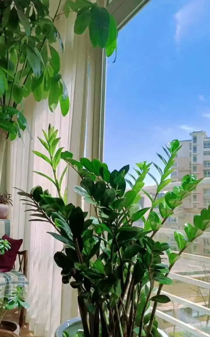 12種陰性花,最適合客廳養,好養好看,還利於健康