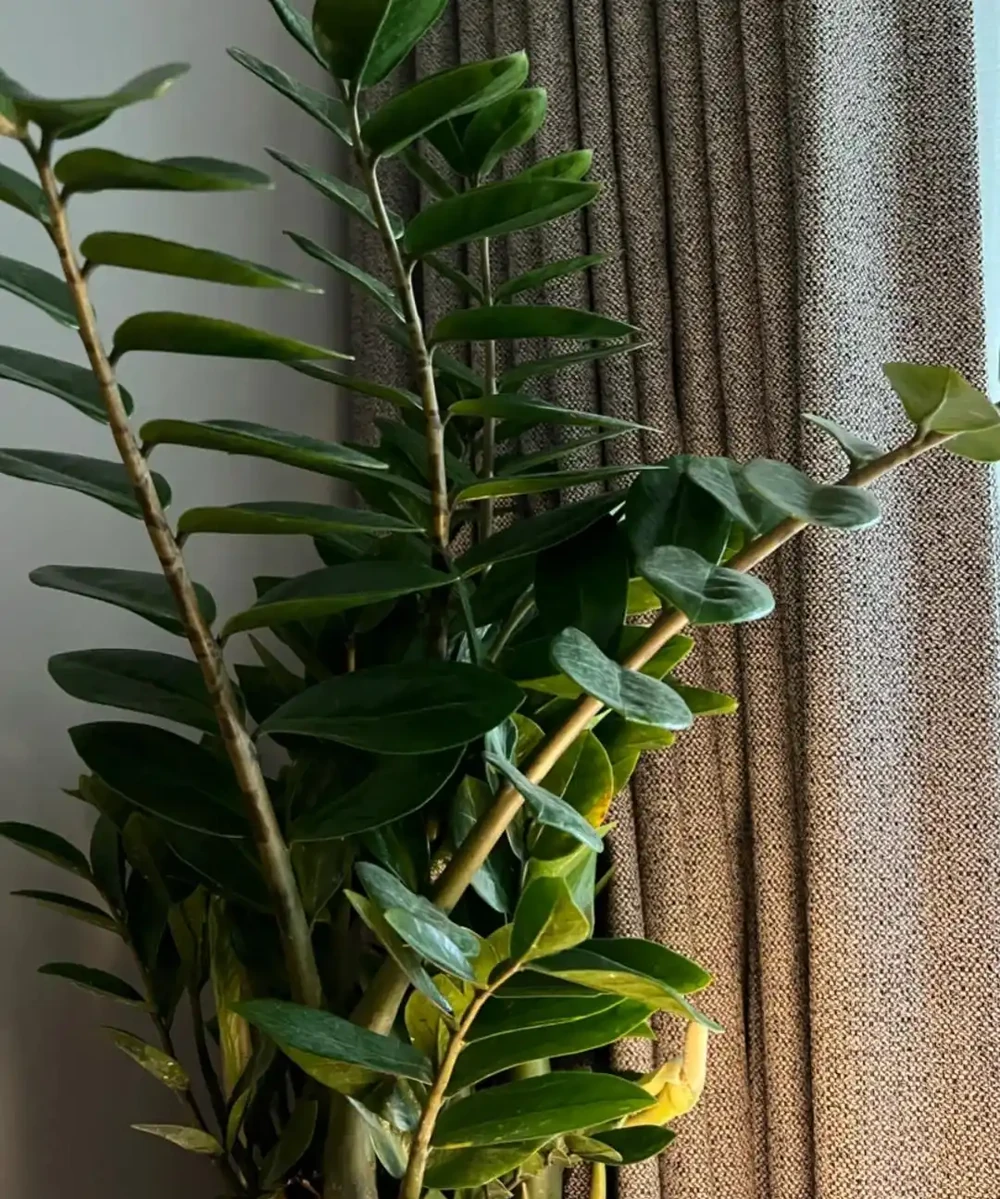 12種陰性花,最適合客廳養,好養好看,還利於健康