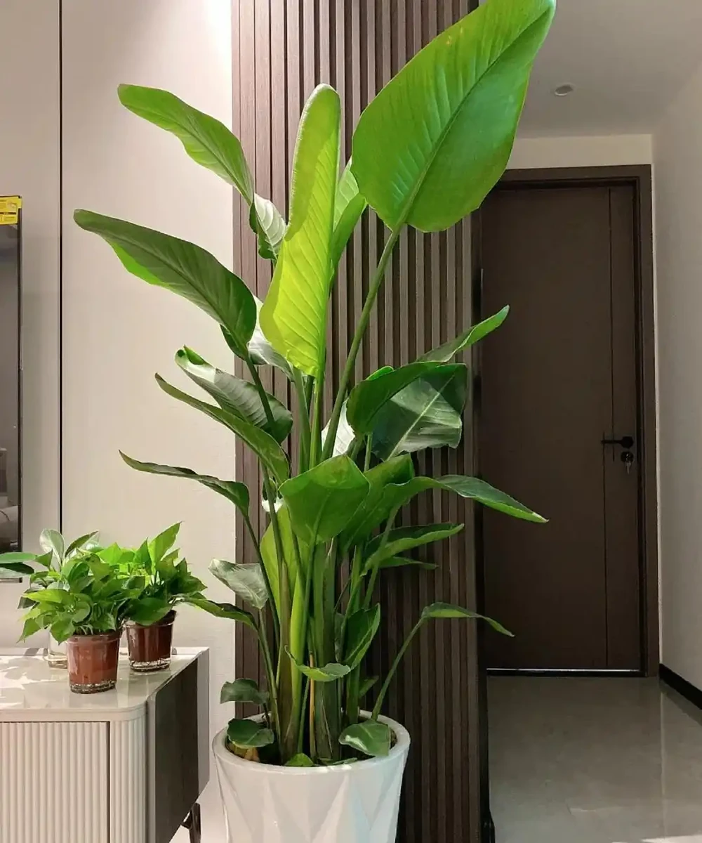 12種陰性花,最適合客廳養,好養好看,還利於健康