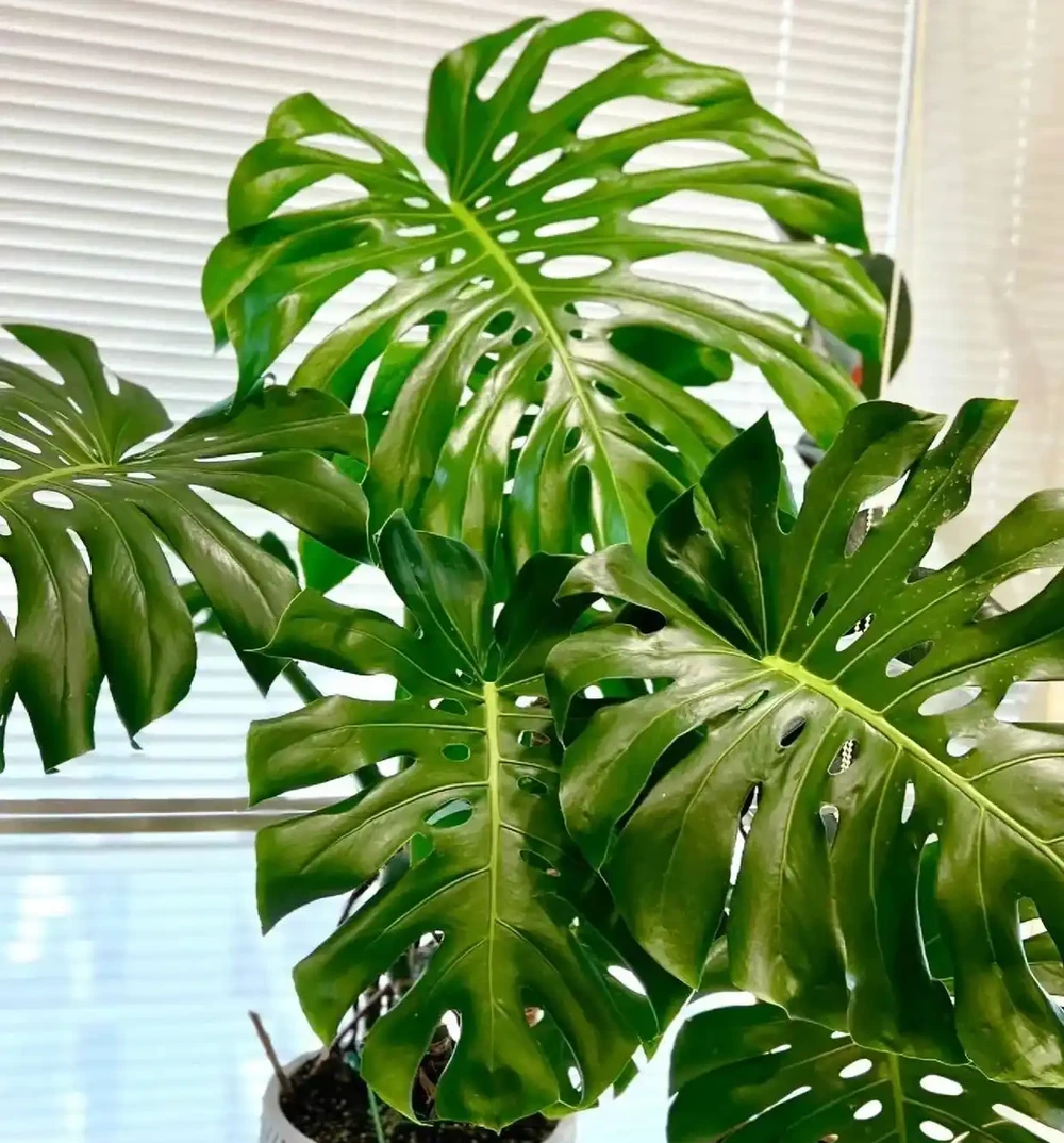 最適合養在客廳的10種「吉祥花」,高貴大氣,鎮宅守家!