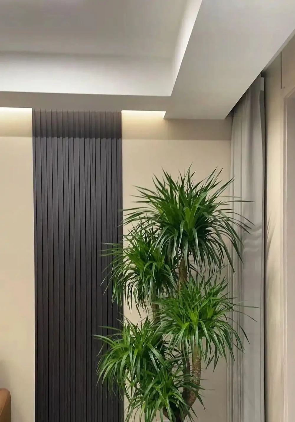 最適合養在客廳的10種「吉祥花」,高貴大氣,鎮宅守家!