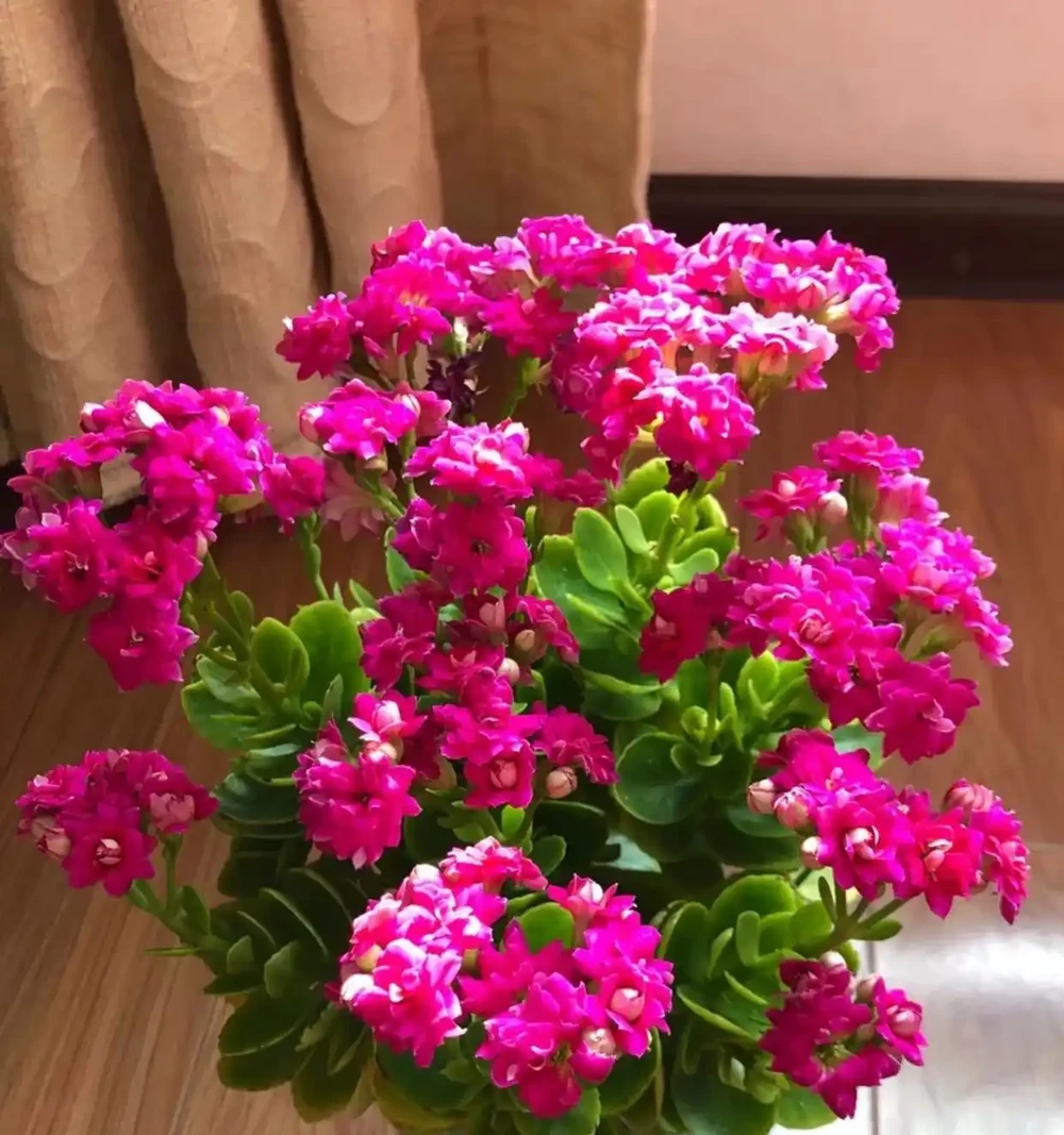 最適合養在客廳的10種「吉祥花」,高貴大氣,鎮宅守家!