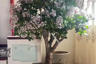 最適合養在客廳的10種「吉祥花」，高貴大氣，鎮宅守家！