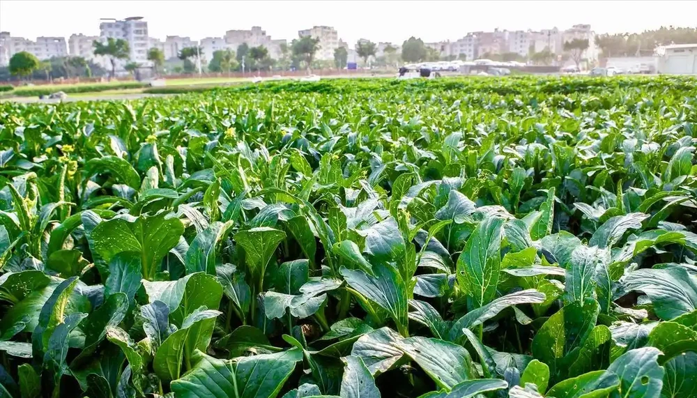 種青菜用什麼肥料長得好