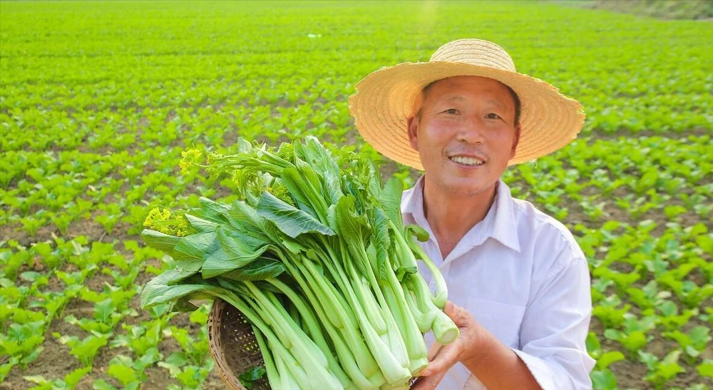 種青菜用什麼肥料長得好