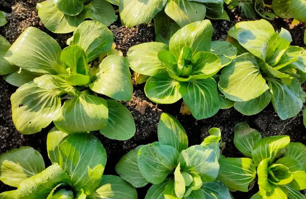 種青菜用什麼肥料長得好