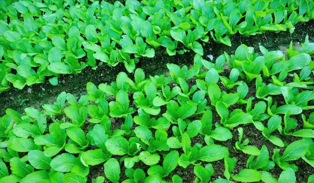 種青菜用什麼肥料長得好