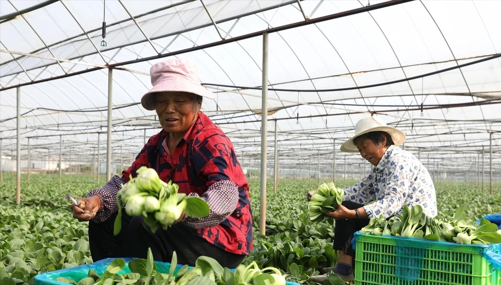 種青菜用什麼肥料長得好