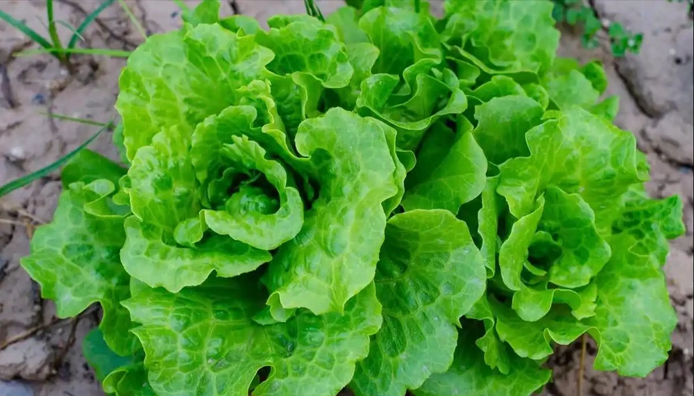 種青菜用什麼肥料長得好