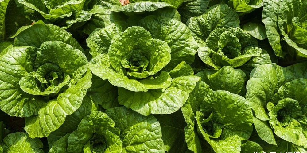 種青菜用什麼肥料長得好