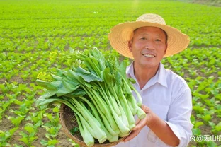 種青菜用什麼肥料長得好