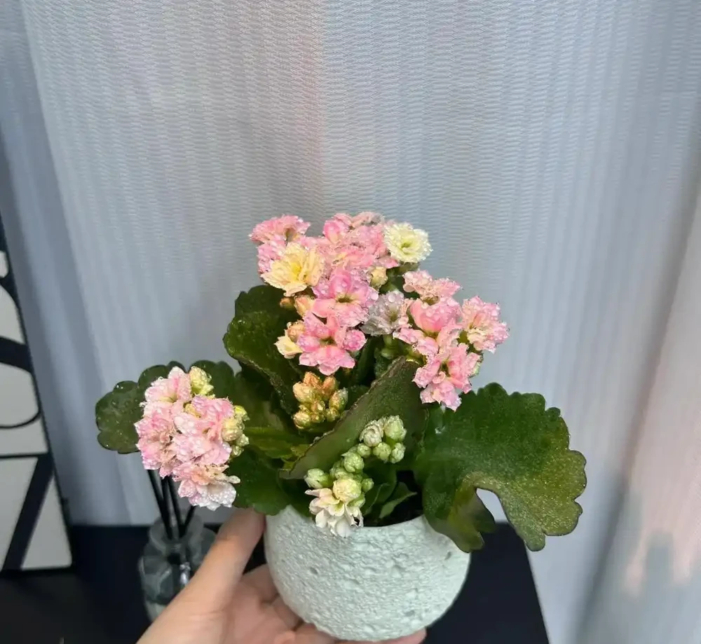 這9種花喜歡小花盆，小盆養護難度低，長得好