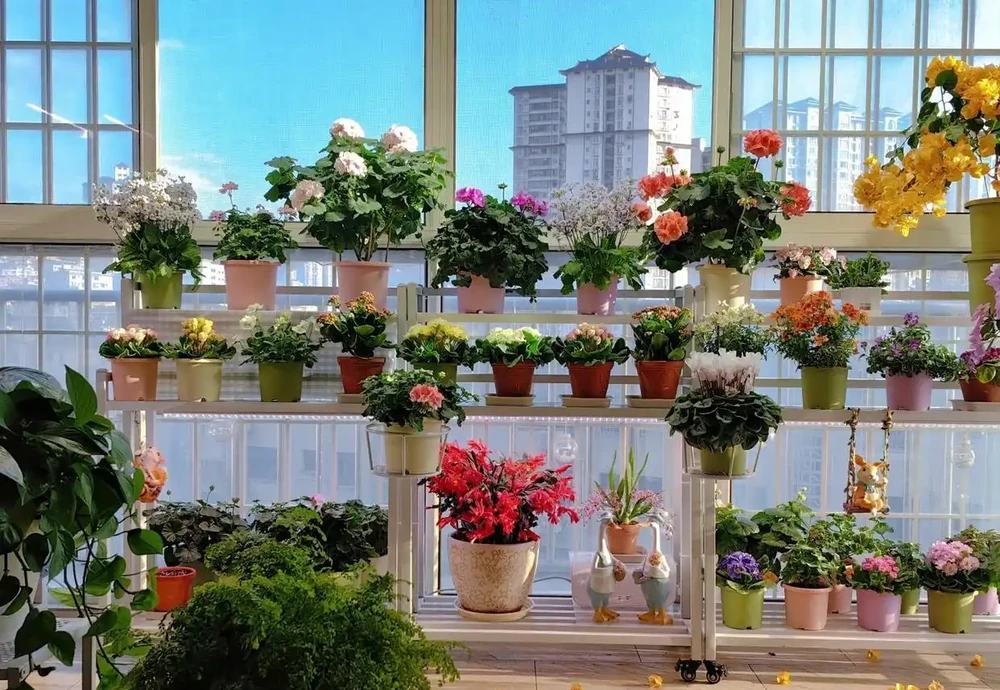 這9種花喜歡小花盆，小盆養護難度低，長得好