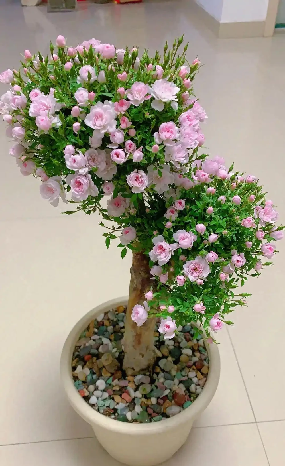 這9種花喜歡小花盆，小盆養護難度低，長得好