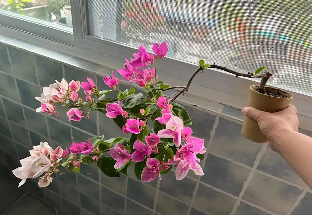 這9種花喜歡小花盆，小盆養護難度低，長得好