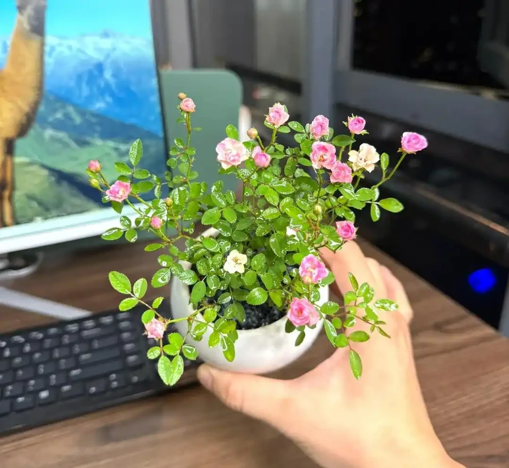 這9種花喜歡小花盆，小盆養護難度低，長得好