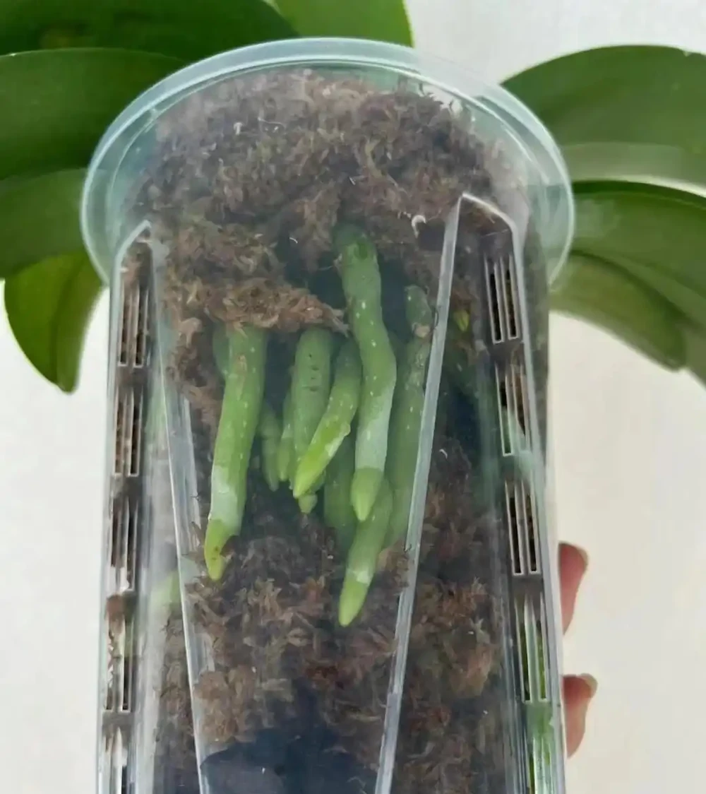 這9種花喜歡小花盆，小盆養護難度低，長得好