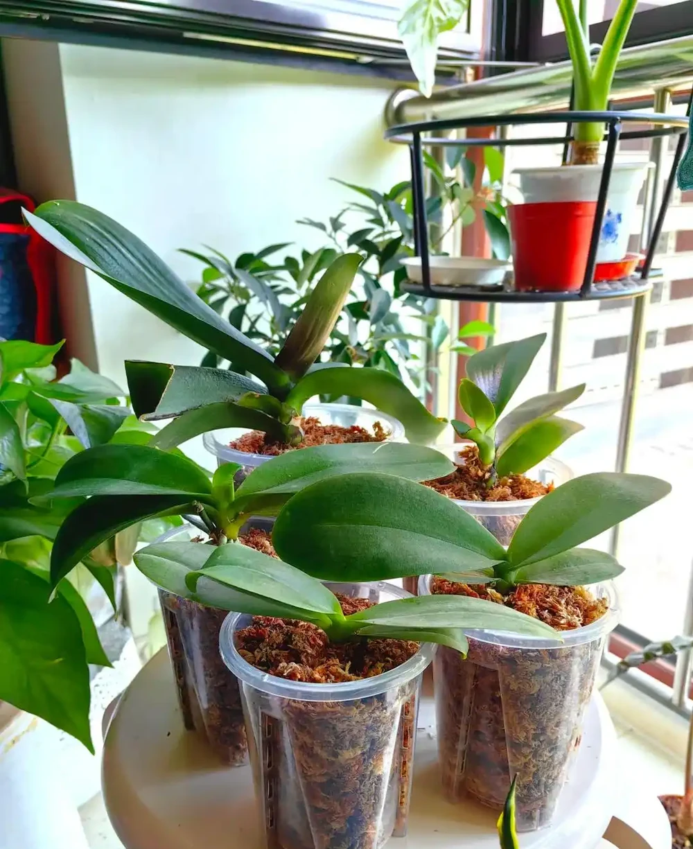 這9種花喜歡小花盆，小盆養護難度低，長得好