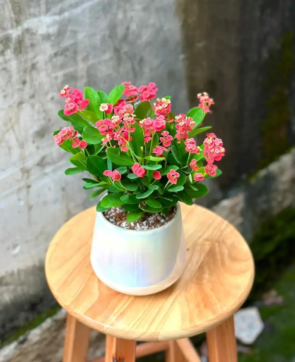 這9種花喜歡小花盆，小盆養護難度低，長得好