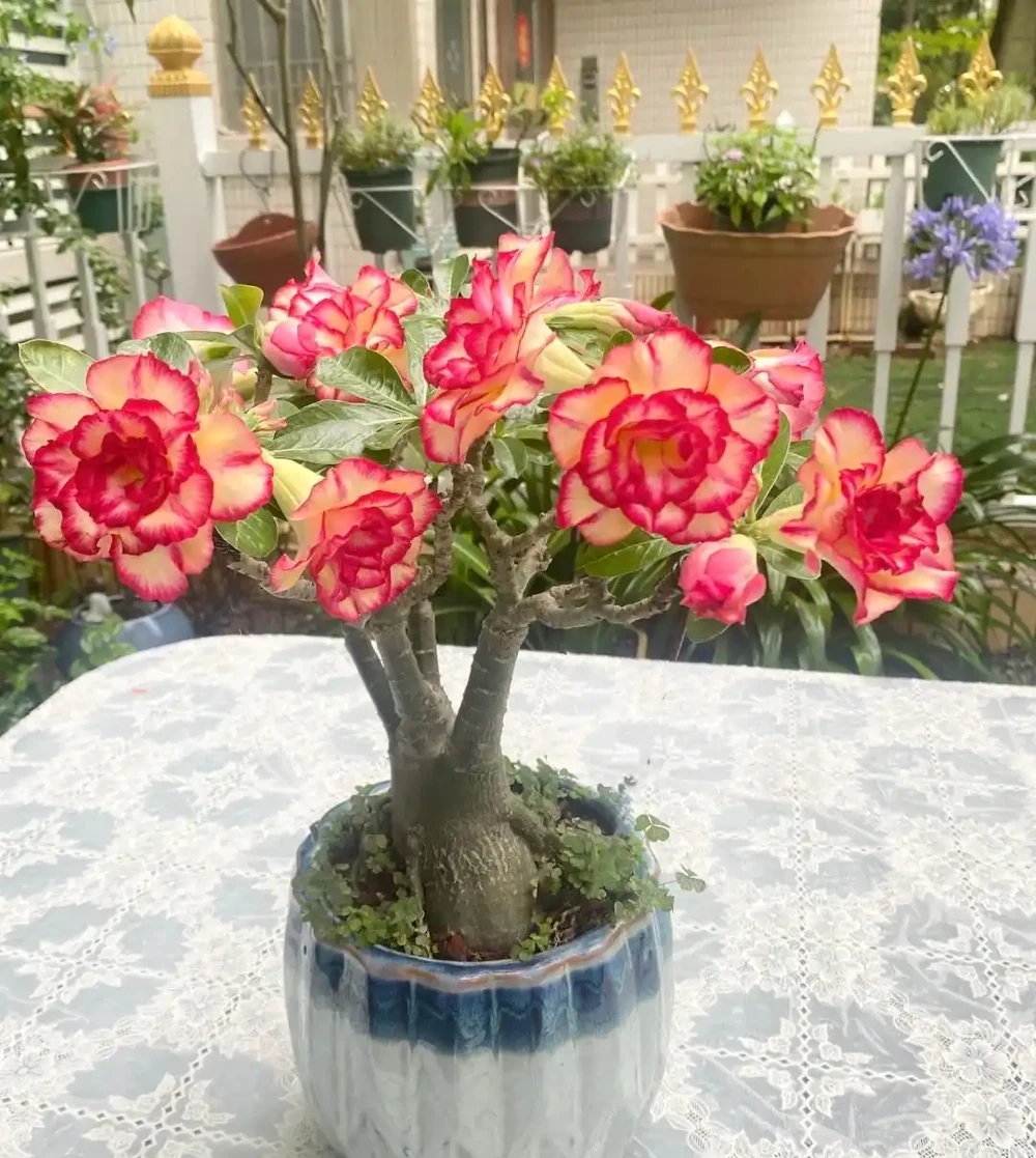 這9種花喜歡小花盆，小盆養護難度低，長得好