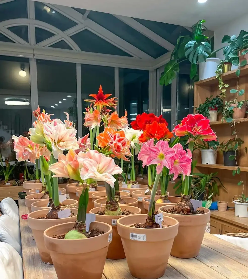 這9種花喜歡小花盆，小盆養護難度低，長得好
