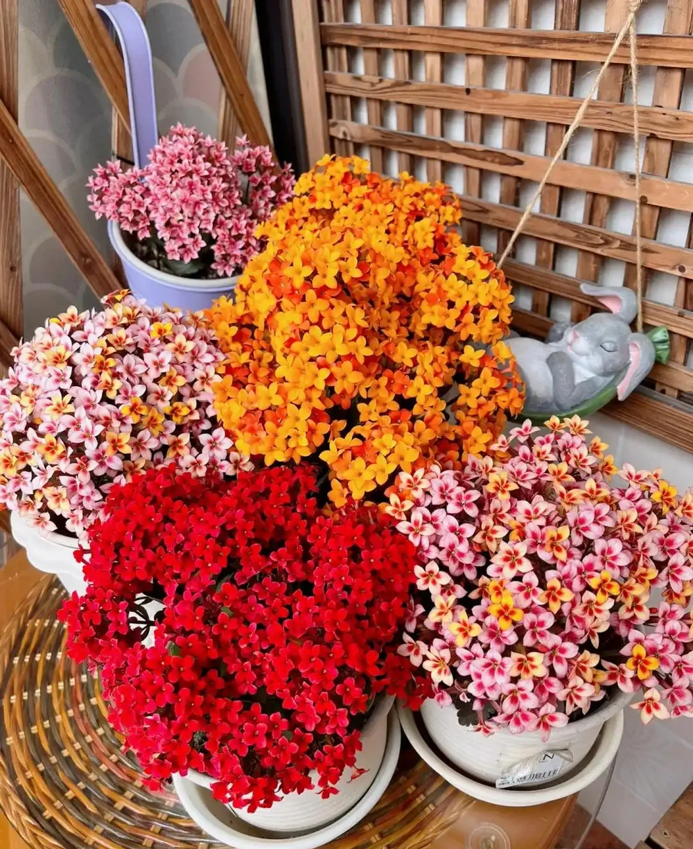 這9種花喜歡小花盆，小盆養護難度低，長得好