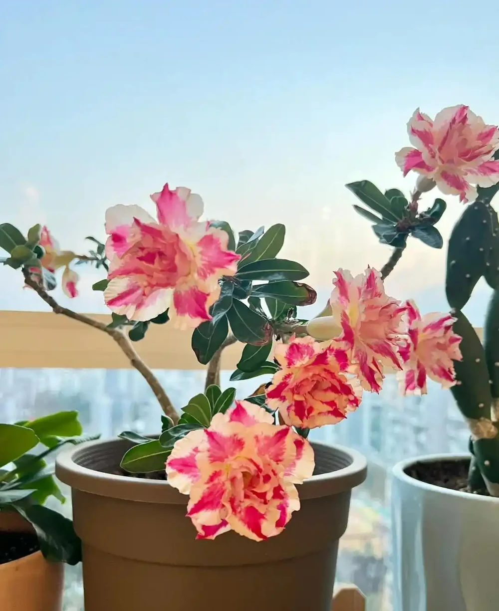 這9種花喜歡小花盆，小盆養護難度低，長得好