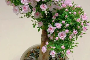 這9種花喜歡小花盆，小盆養護難度低，長得好