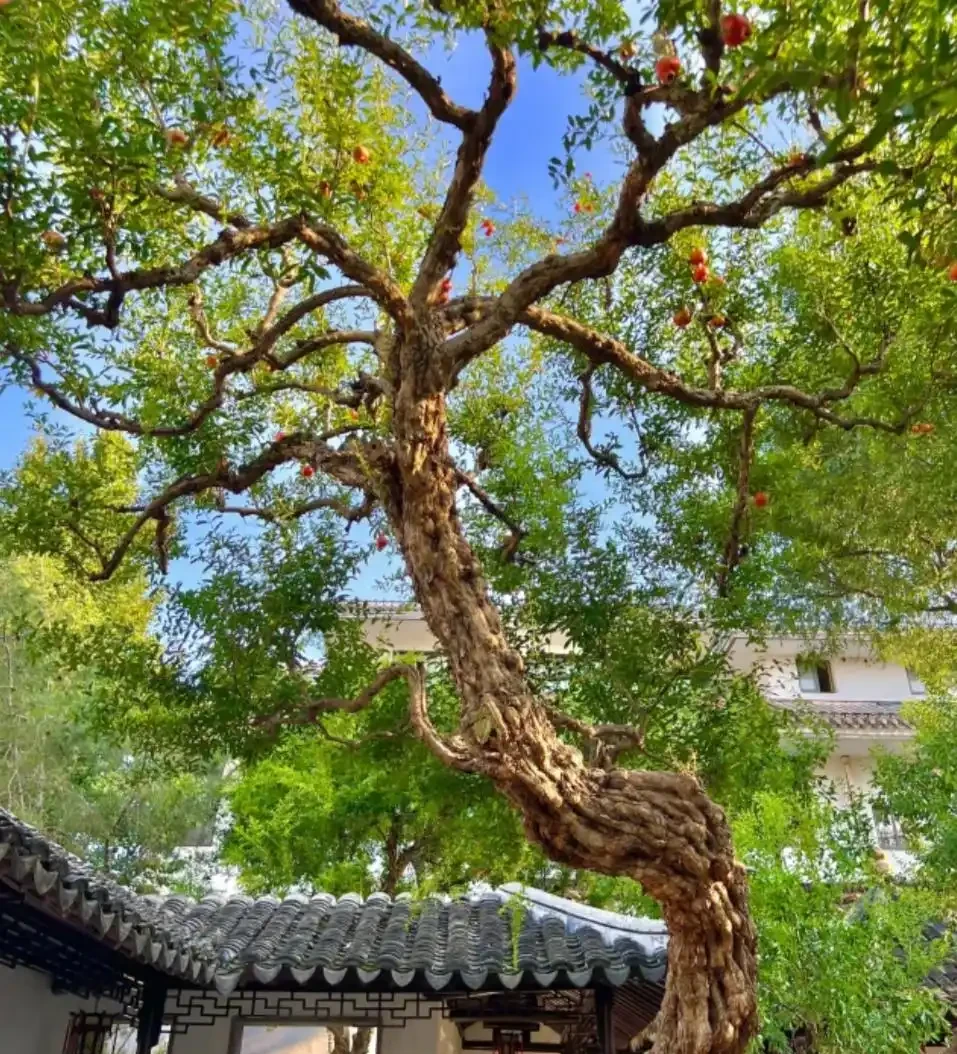 院子再小,也得種下的6種樹,老祖宗留下的順口溜,太智慧了
