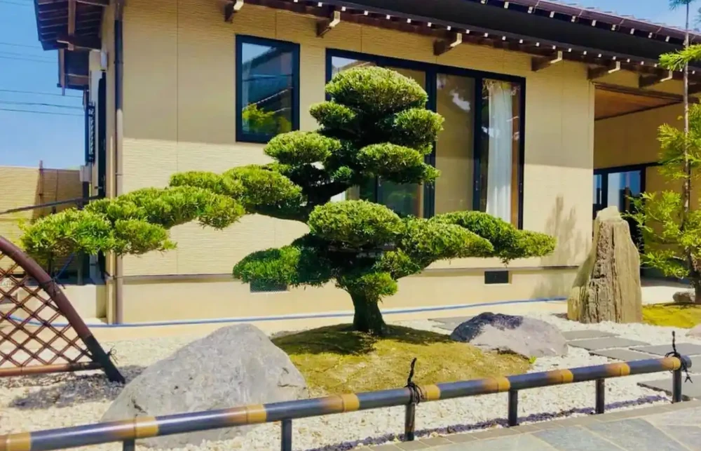 院子再小,也得種下的6種樹,老祖宗留下的順口溜,太智慧了