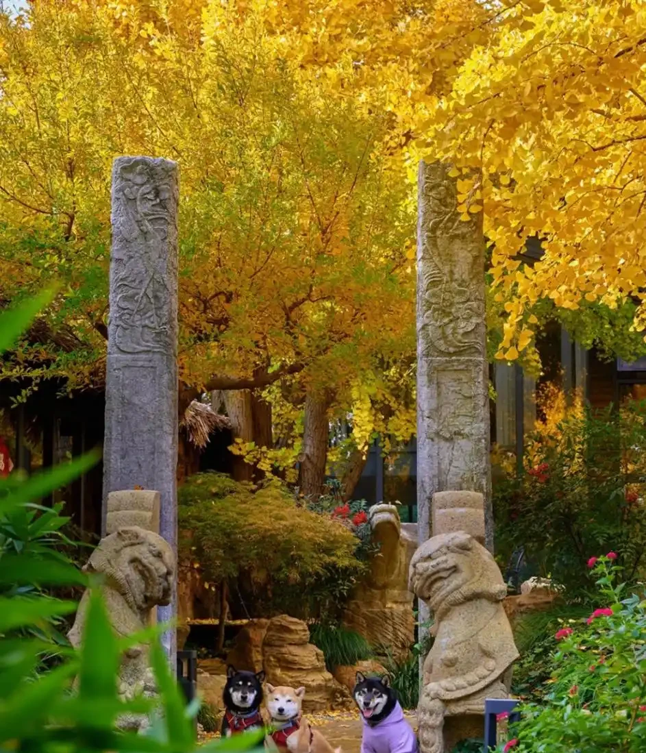 院子再小,也得種下的6種樹,老祖宗留下的順口溜,太智慧了