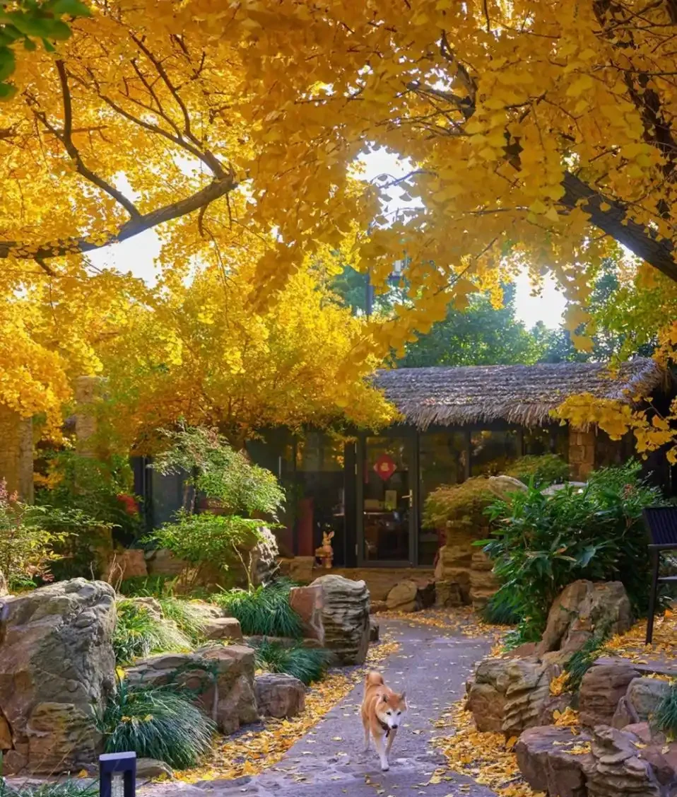 院子再小,也得種下的6種樹,老祖宗留下的順口溜,太智慧了