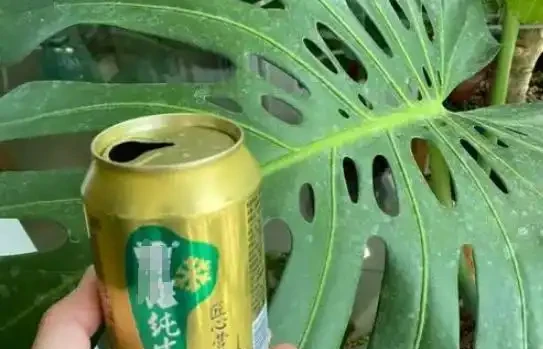 神奇養花 「萬能水」,家家都有材料,養啥啥旺