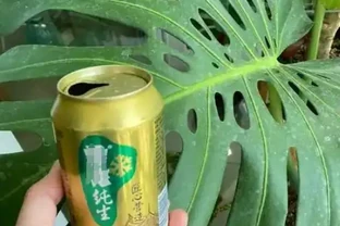 神奇養花 「萬能水」，家家都有材料，養啥啥旺