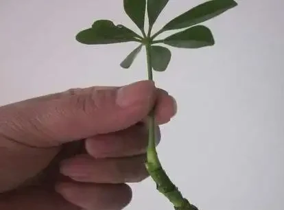 養「招財樹」,用一個枝就能插活,枝葉繁茂財氣十足,美觀霸氣