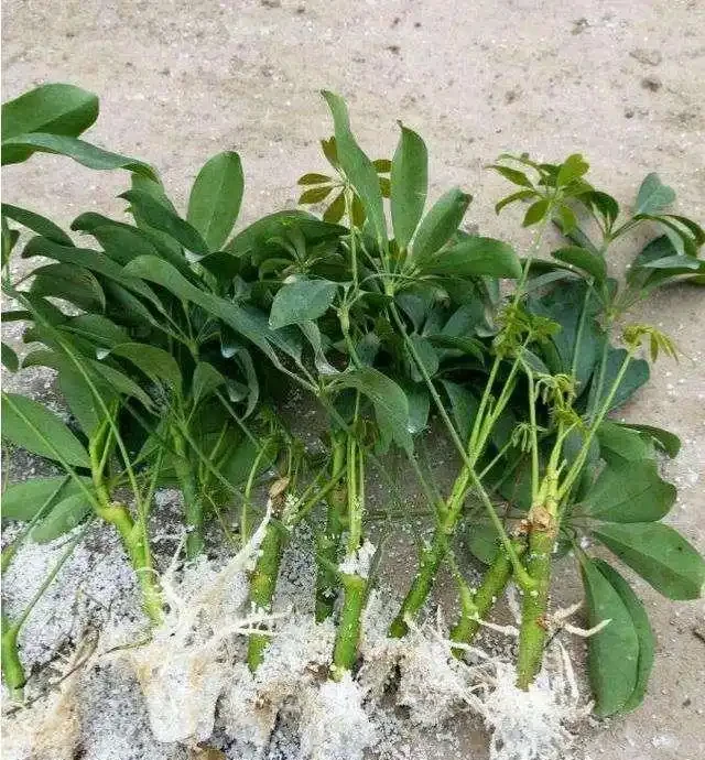 養「招財樹」,用一個枝就能插活,枝葉繁茂財氣十足,美觀霸氣