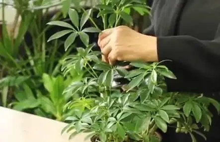 養「招財樹」,用一個枝就能插活,枝葉繁茂財氣十足,美觀霸氣